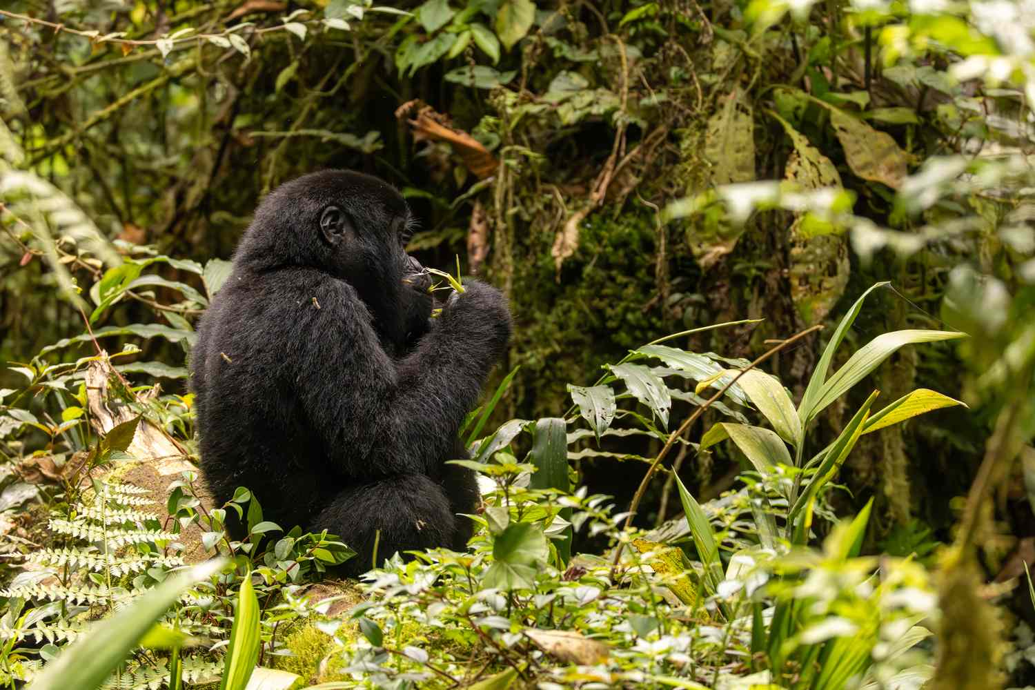 Uncharted Realms: Discover Earth's Most Exclusive Sanctuaries 12