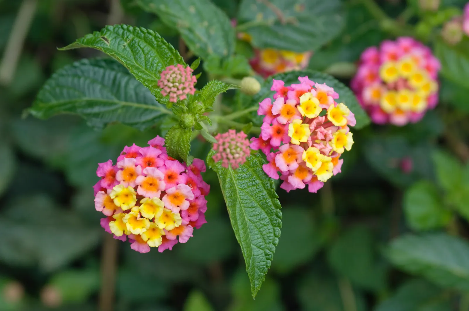 Perennial Blooms: An Elite Gardener's Palette for Year-Round Splendor 25