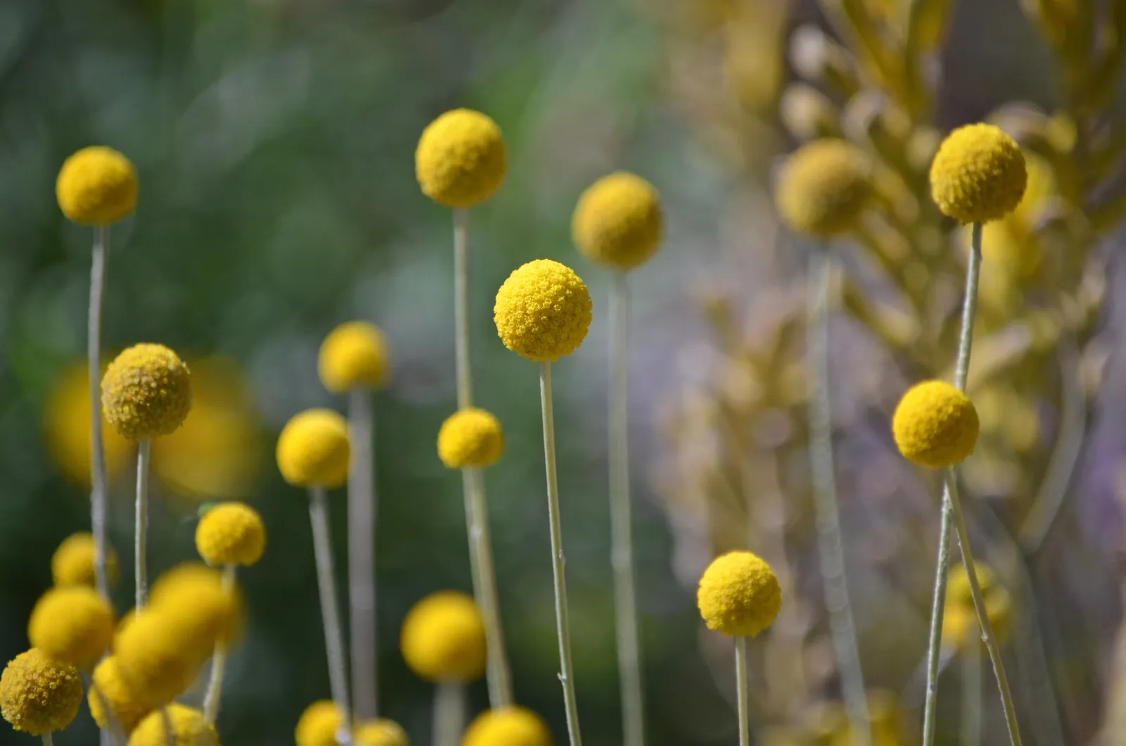 Perennial Blooms: An Elite Gardener's Palette for Year-Round Splendor 26