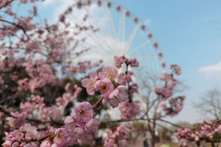 Beyond Japan: Discover Asia's Unrivaled Cherry Blossom Sanctuaries 28