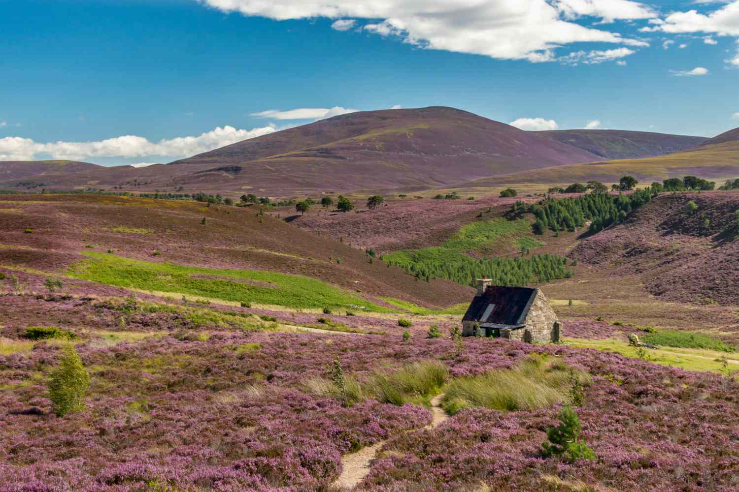 Whispers of the Highlands: Royal Estates, Spirit Sojourns, and Untamed Cairngorms Majesty 10