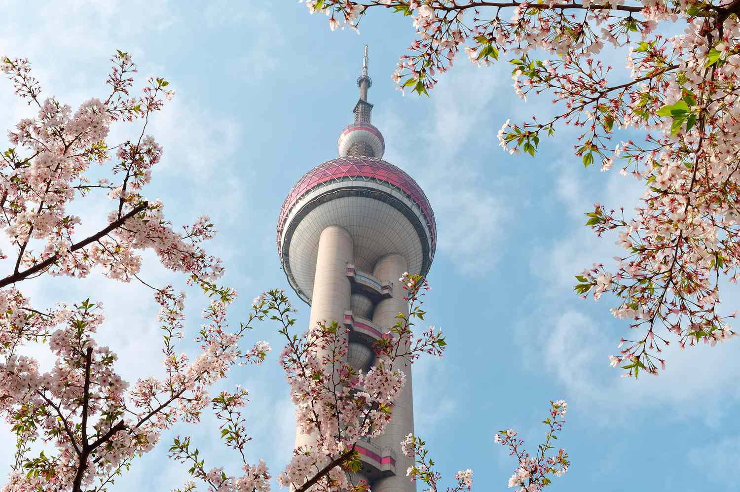 Beyond Japan: Discover Asia's Unrivaled Cherry Blossom Sanctuaries 6