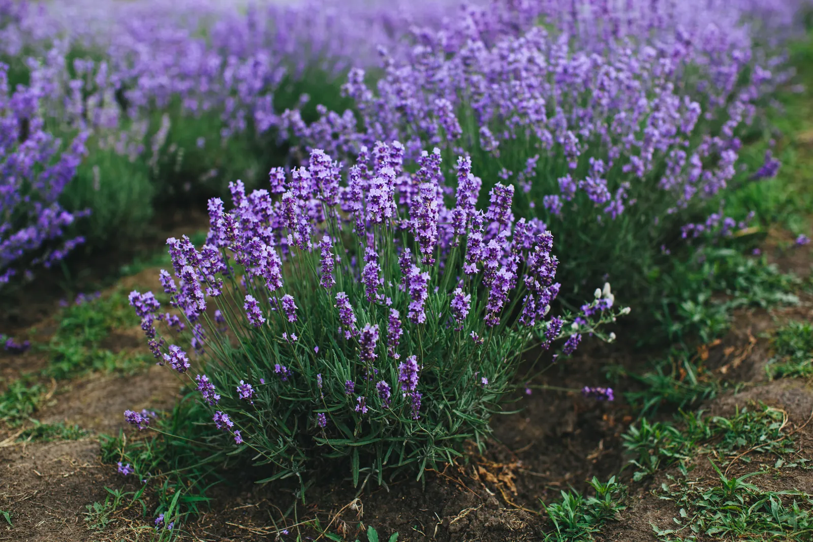 Perennial Blooms: An Elite Gardener's Palette for Year-Round Splendor 19