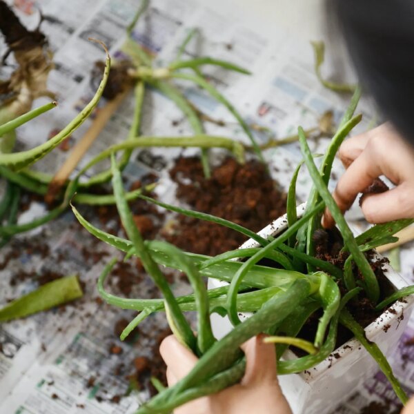 Emerald Elixir: Cultivating Heritage, Nurturing Elite Living