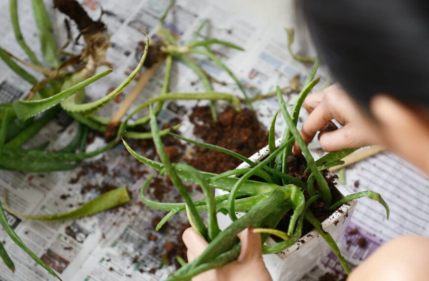 Emerald Elixir: Cultivating Heritage, Nurturing Elite Living