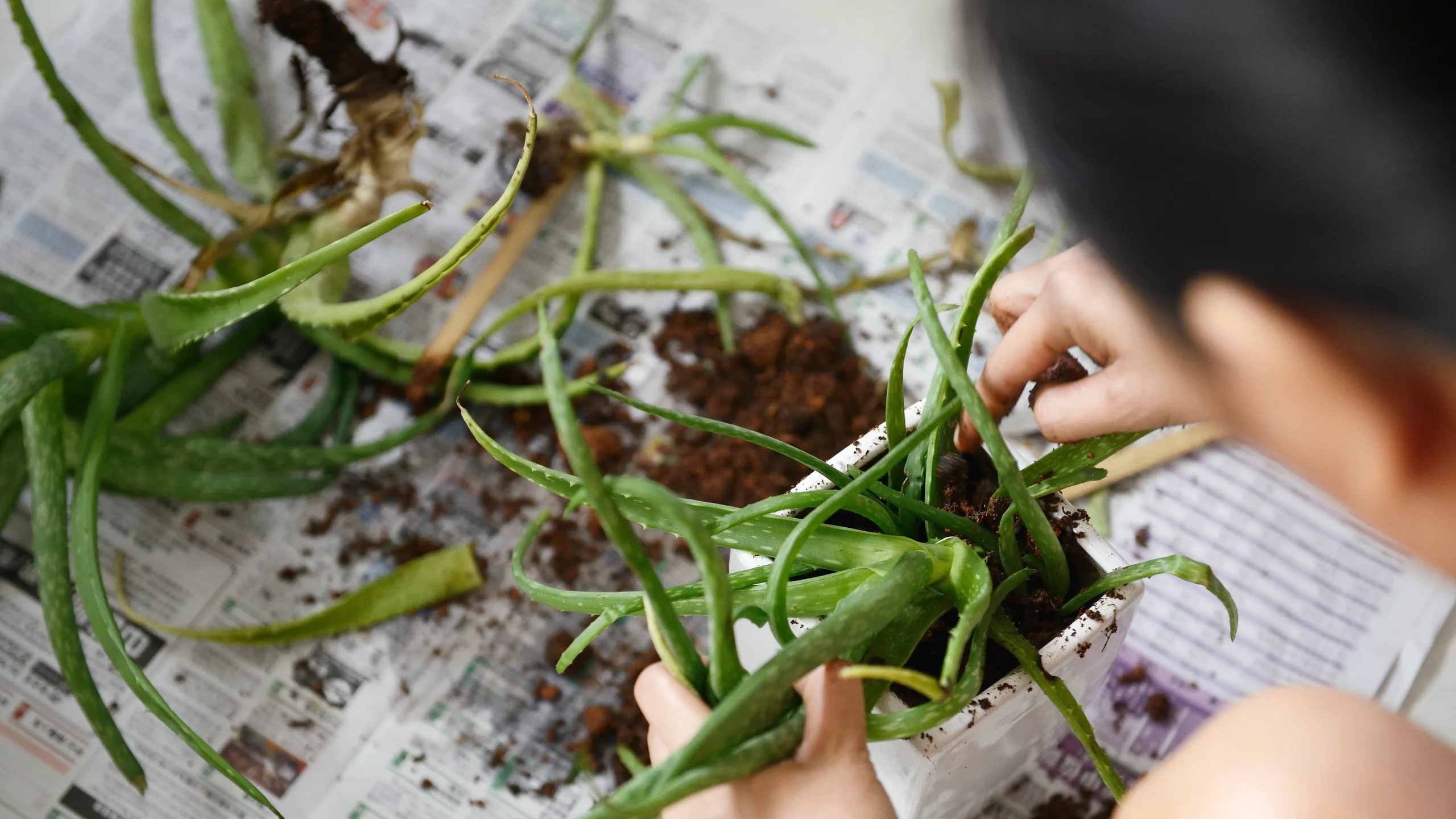 Emerald Elixir: Cultivating Heritage, Nurturing Elite Living 11