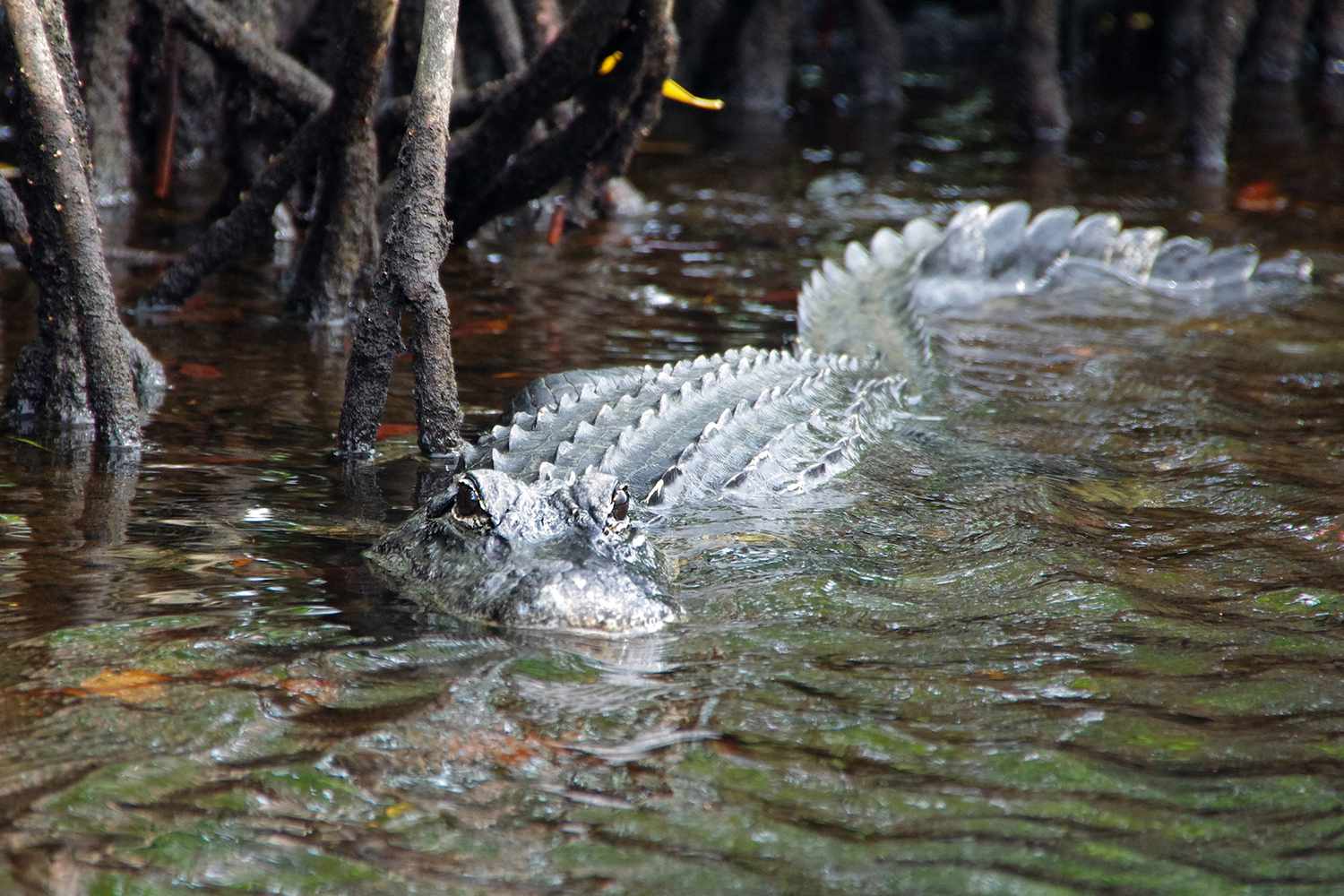Florida's Secret Shores: Unveiling Unspoiled Escapes Beyond the Tourist Trail 39