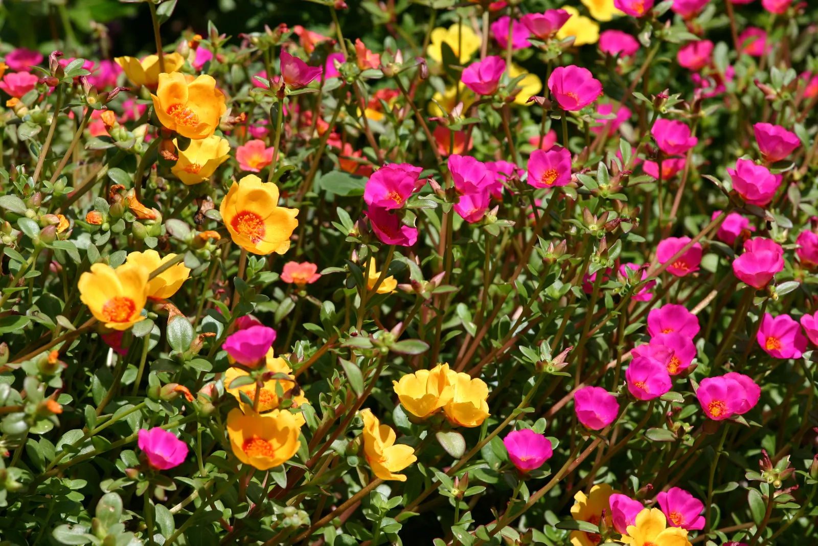 Perennial Blooms: An Elite Gardener's Palette for Year-Round Splendor 24